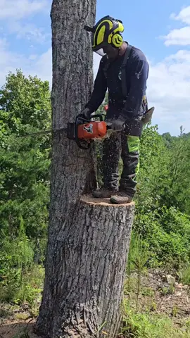 I wish I were taller 😔  . . . . @KingArthur @NiceBikeDude  #logger1988 #arborist #treelife #treework #treeworker #dangerous #logger #logging #reel #felling #feller #lumber #lumberjack #treeservice #fyp #fun #entrepreneur #businessowner #treeclimbing #climbingarborist #climber #chainsaw #woodturning #woodworking