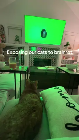 It’s a cat party 🕺#catbrainrot #brainrot #catmeme #britishshorthair #meow #thenetflixcat 