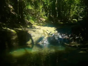 #digicam #digitalcamera #nostalgia #memories #pointandshoot #oldcamera #videodiary #nature #trees #camcorder #waterfall #river #queensland 