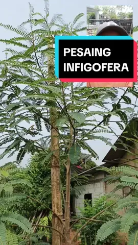 Pesaing tambahan pakan ternak selain indigofera yaitu turi #umkm #ternak #bisnis #konsentrat #kambing #domba #sapi #kelinci 