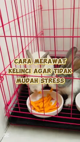 Cara merawat kelinci agar tidak mudah stress #kelinci #kelincilucu #kelinciimut #kelincihias #youvera 