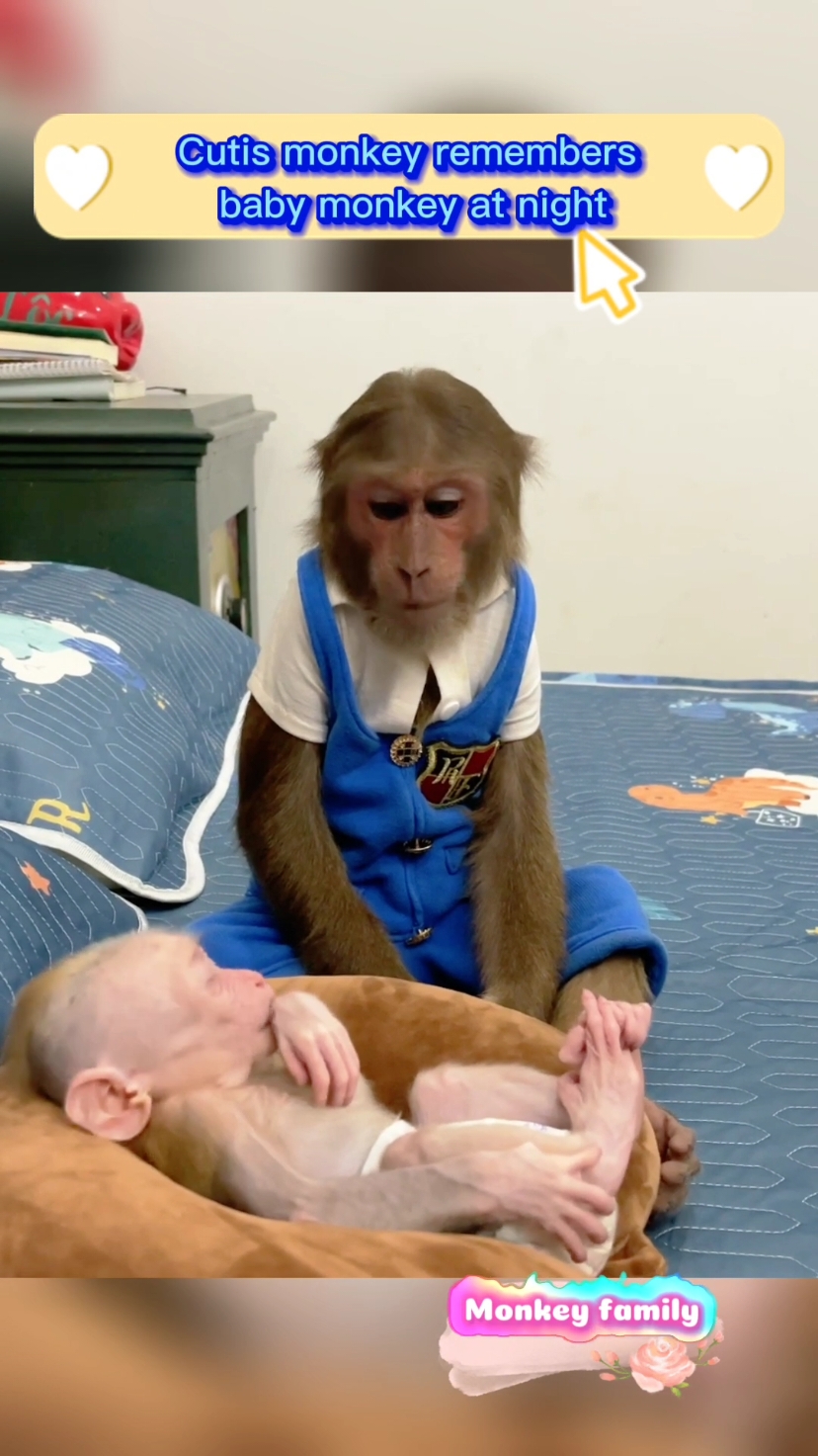 Cutis monkey remembers baby monkey at night #newyork #pet #cutemonkey #babymonkey #monkeys #pets #animal #animals #monkey 