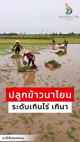 นาโยน 🌾 เกินไร่ เกินนา แน่นอน #ชาวนา #เกษตรกร #เกษตร #ของดีบอกต่อ #นาดีดีดอทคอม #เกษตรกรยุคใหม่ #นาข้าว #วัยรุ่นทํานา #ร้านปุ๋ยยา #ปุ๋ยยา #ข้าว #ปุ๋ย #ข้าวดีด #ความรู้ #ฮาๆ
