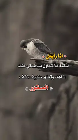 #صباح_الخير #تصميم_فيديوهات🎶🎤🎬تصميمي🔥 #اكسبلورexplore 