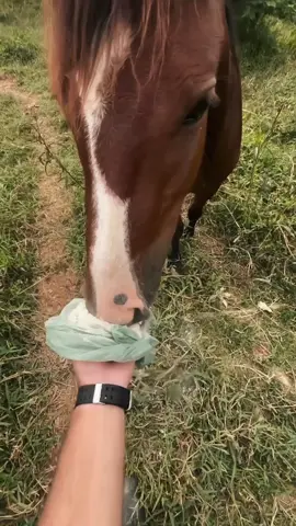 Funny horse #foryou #funny #horse #funnytiktok #funnyanimals #farm #farmlife #usa_tiktok 