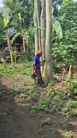 Tree climbing  #tree #treeclimber #treeclimber #treeclimbing #ponorogo #creatorsearchinsights #spiketreeclimbing #jasatebangpohonponorogo 