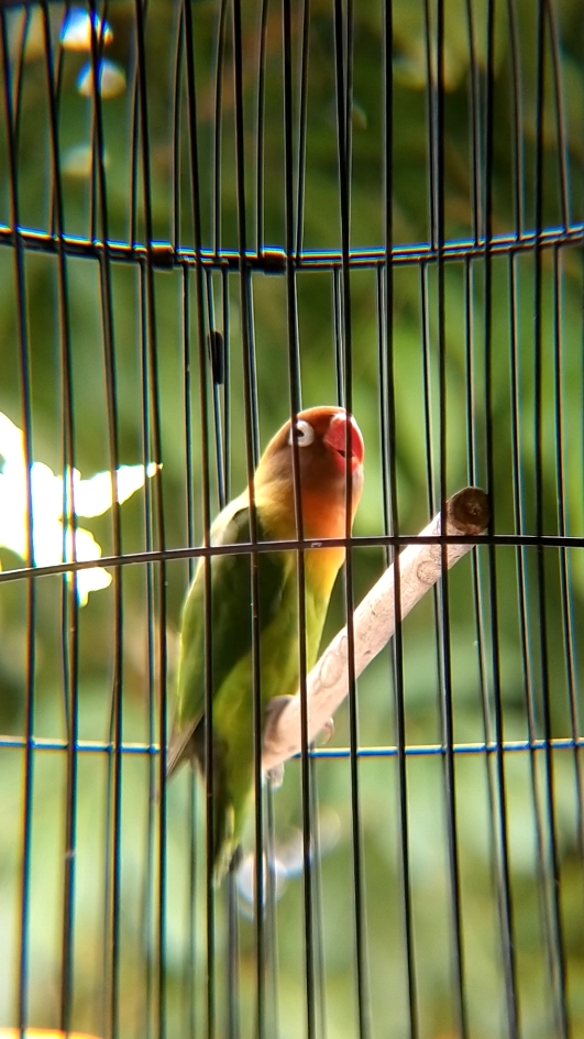 ngekek nyambi ngimpi lb rame neh😇 #kicaumaniaindonesia  #kicaumanianusantara  #lovebirds #fyp  #story #foryou  #hobiburung  #fyppppppppppppppppppppppp 