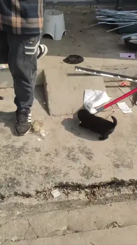 #没想到卖垃圾的看上小狗了 #关注我不迷路