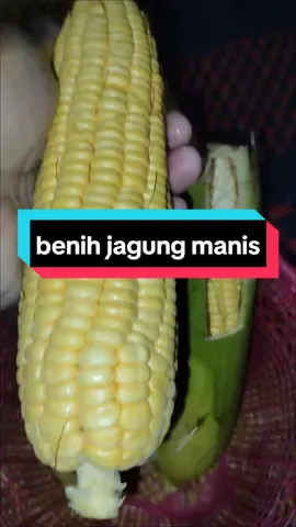 perlu dicoba bolo benih jagung manis  #bibitjagung #benihjagung #jagungmanis #petanimuda #petanimilenial #benihseribuan #benihjagunghibrida #petani #jagungsuper 