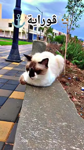 #yamaha #ڨوراية #تيبازة #الجزائر #تونس #ليبيا #دولة #عنابة #dz #بوهارون #dossan #دراهم #اهاا #cabcut #الشعب_الصيني_ماله_حل😂😂 