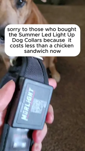 #tiktokshop #dog #pet #dogcollar #ledcollar 