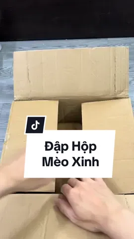 Đập Hộp Mèo Xinh 😋 #xuhuong #MèoTênMỡ #Pet #catlover #meodethuong #meogolden #cat #meocam #meocute 