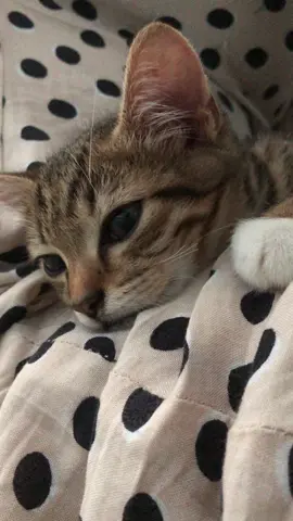 My love 🥺💗 #cute #cats #vibe #sad #kucinglucu 