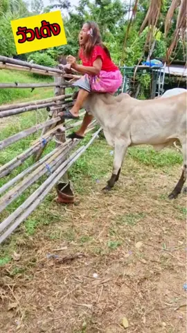 แม่ย่ามาขอวัวแม่คูณไปเลี้ยงวัวเด้งอย่ามาทางนี้🤣🤣haha เพื่อความบันเทิงเท่านั้น #เปิดค่าการมองเห็นดันขึ้นฟิดไฮไลท์ facebook #ตลกคลายเครียด #คลิปตลกขบขัน #reelsfb #reelsvideo #reelsviral #reels2024 #reels #fyp #fypシ゚viralシ #goodvibes #comedy #funnyreels #Teamlipad #TeamHilas #koreananghilasreels 