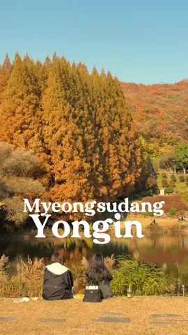 🍂 #metasequoia near seoul #Myeongsudang #yongin  #welcometokorea #koreawelcomesyou   #รีวิวเกาหลี #용인여행 #เกาหลีตอนนี้ #autumnvibes #ใบไม้เปลี่ยนสี #welcometokorea #koreawelcomesyou  #가을 #korea #seoultravel #seoul #가을여행 #seoultravel  #seoulvibe #autumn 