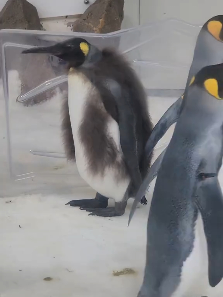Pesto the Penguin is growing up! #pestothepenguin #pesto #pestopenguin #melbourneaquarium #sealifemelbourne #kingpenguin #melbourne #changes @SEA LIFE Melbourne 