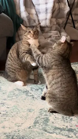 daily activity for these two... jusr brother stuff #cattok #catsoftiktok #PetsOfTikTok #catlover #catmom 