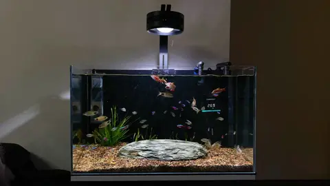 Hòn đá cô đơn , chill buổi tối nào ae #TikTokAwardsVN #biotopeaquarium #biotope #becadeptn #xuhuongtiktok #thinhhanh 