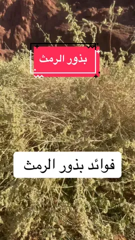 #explore #fyp #foryou #حايل #الرياض_جده_مكه_الدمام_المدينه #القصيم #الحفر #معالجه_شعبيه #تجارب #صلو_على_رسول_الله_صل_الله_عليه_وسلم #بذور 