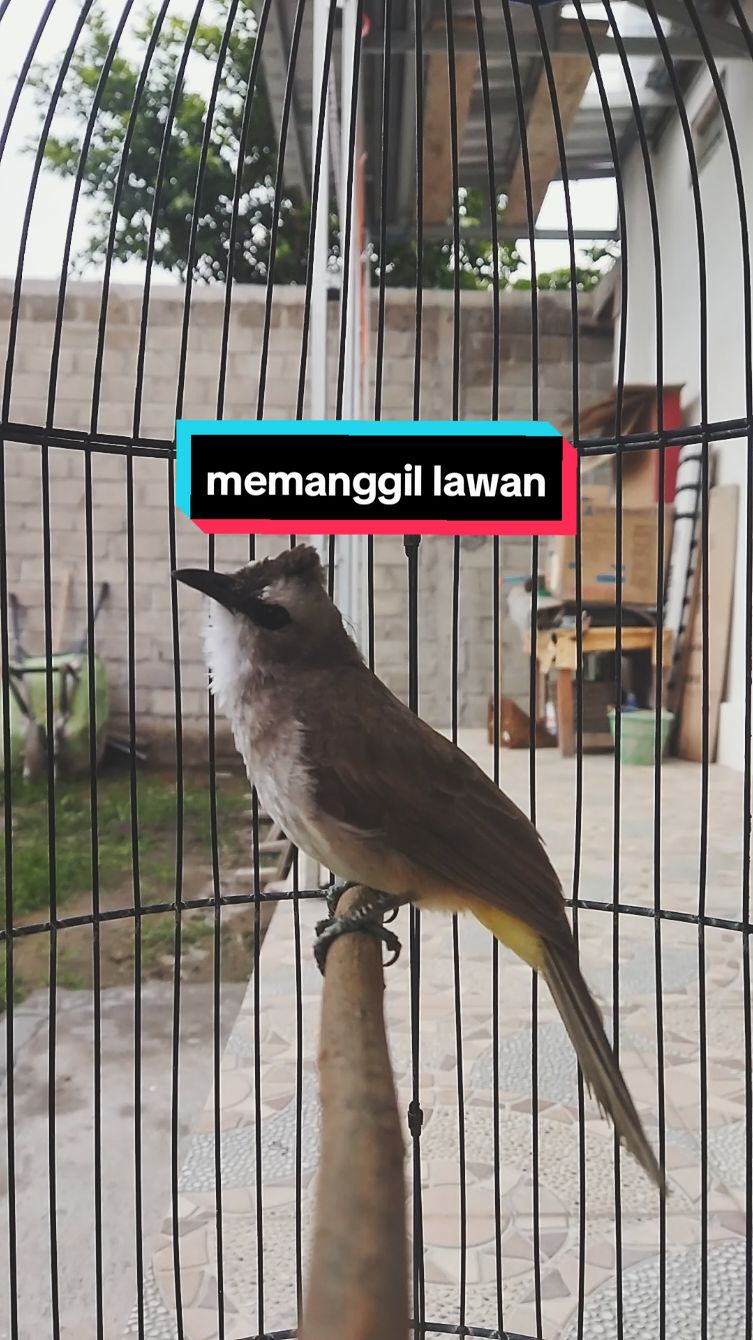 Trucuk obyokan ngeyel  #trucukan #trucukanmania #trucukanropel #trucukangacor #trucukanindonesia #trucukropelpanjang #ropelmania #kicaumania #kicaumaniaindonesia #kicaumanianusantara #kicauburung #ropelmax 