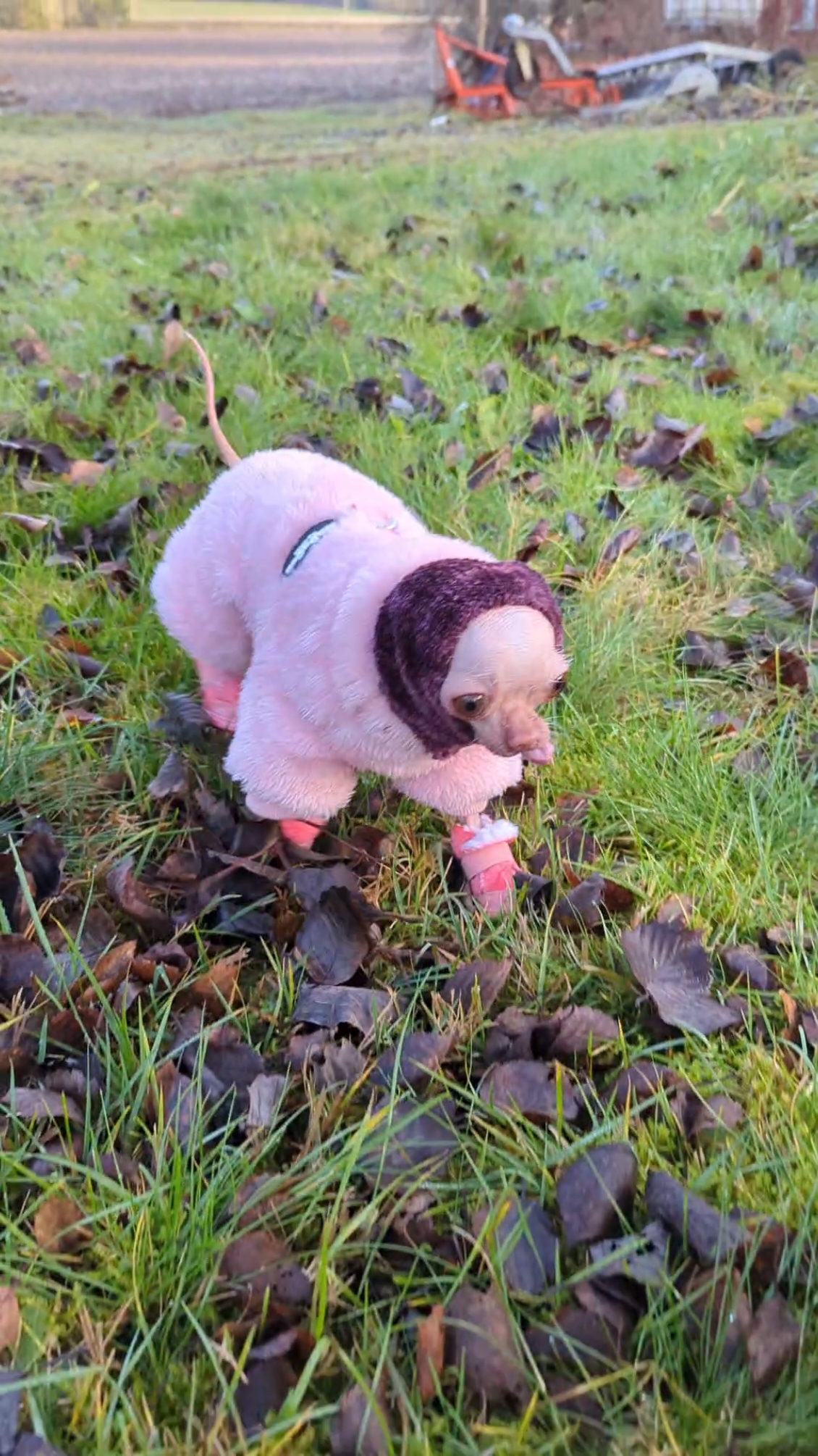 Just a happy nakey lil chi out exploring 😃💕 #keepwarm #hairless #chihuahua #norway #cutedog #tinydog #norge 
