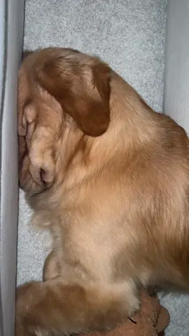 What is this position #pet #pets #petstagram #petsofinstagram #petsofig #puppy #puppylove #puppylife #puppygram #puppyoftheday #puppyofinstagram #puppies #puppiesofinstagram #puppiesofig #puppiesofinsta #dog #dogsofinstagram #dogs #dogoftheday #doglover #retriever #retrieveroftheday #retrieverpuppy #retrieverpuppies #retrieveraddiction #goldenretriever #goldenretrievers #goldenretrieversofinstagram #goldenretrieverpuppy