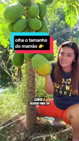 essa trabalhadora impressiona com o tamanho do seu mamão #mamao #frutas 
