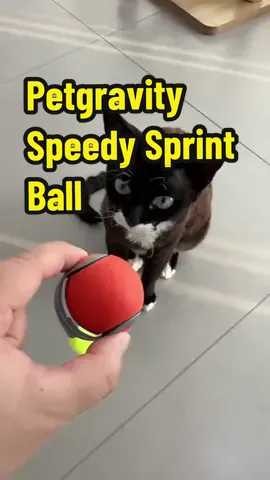 This is the best gift l've given to my cat, and it plays with it for a long time every day! #kittentoys #catballtrack #cutecats #catmom #pettoys #catplaying #toysforcats #cats #enrichment #enrichmenttorcats #interactivecattoy#cattoy #tiktokshopblackfriday #blackfridaydeals #flashsale 