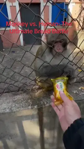 #breadbattle #monkeyvshuman #snacksnatch #epicfoodfight #breadthief #quickgrab#snackattack #monkeymadness #battleofthebread #tiktoklaughs 
