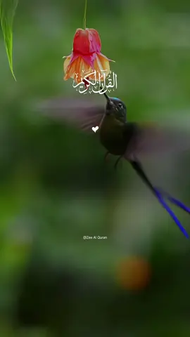 Glory is to Allah and praise is to Him 💫 YouTube (Zee Al Quran) #allah #zeealquran #quran #viral #fyp #alquran #recitation #tilawet #beautifulquranrecitation 