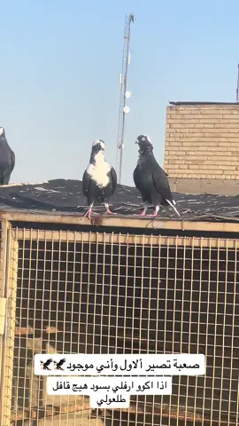 تتعب ومتوصل هذا المستوى #طيور #المسيب #المسيب_بابل_الحله_سدة_الهنديه_المهناويه #ارافل_العمارة #ارافل_الحله #ارافل_العراق #ارافل #الاسكندرية #بغداد 