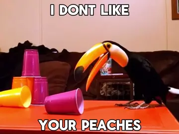 toco toucan fancam #tocotoucan #toucan #birdtok #birdedit #animaledit 