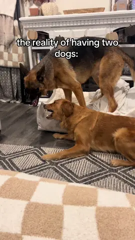 #fyp #foryou #foryoupage #dogs #dogsoftiktok #dogsoftiktokviral #germanshepherd #goldenretriever 