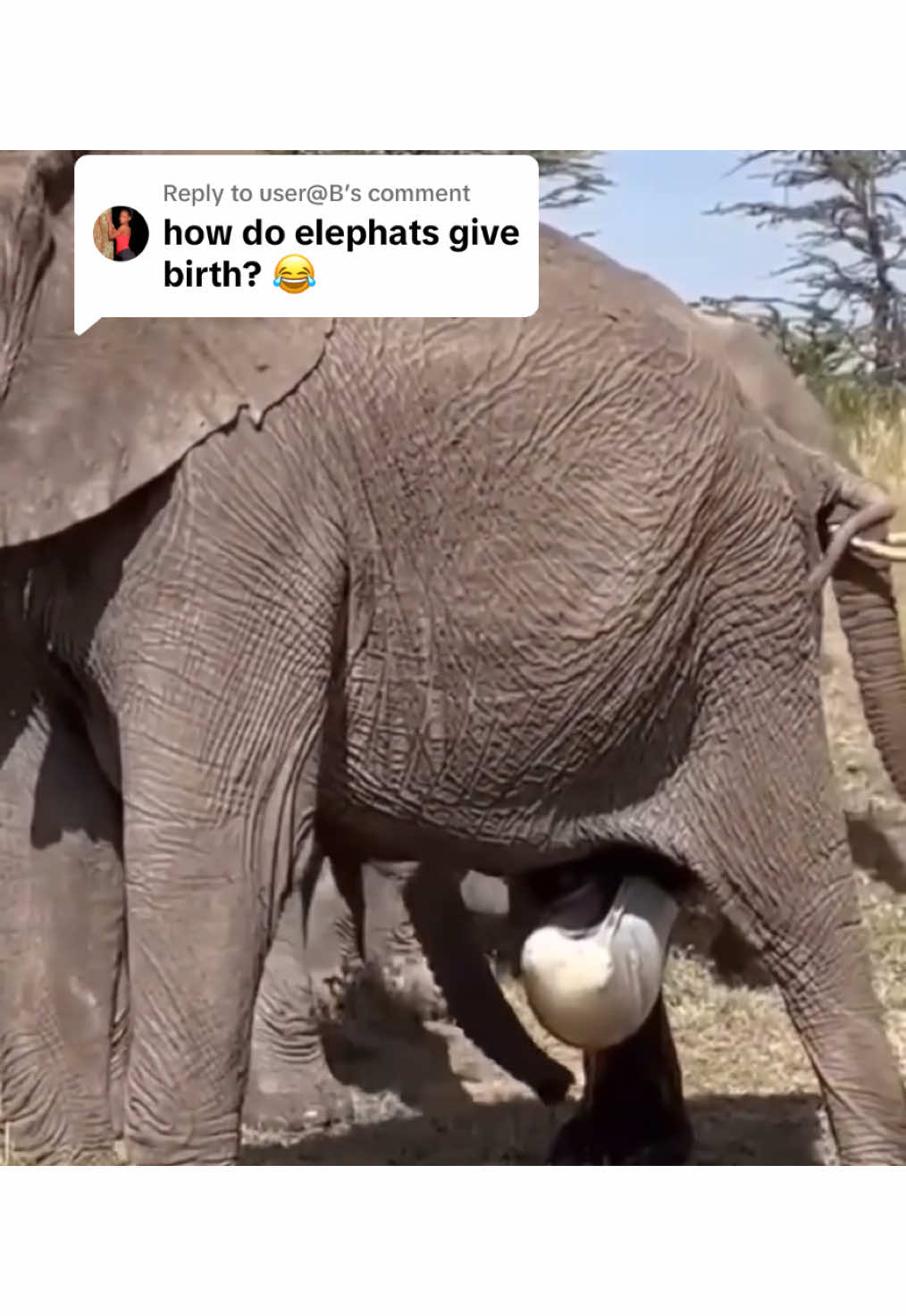 Replying to @user@B  Absolutely magical moment an Elephant went into labor and gives birth. The Herd knew it was time for the precious baby to come out! 🥹😍😍😍