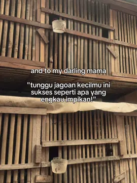 #ayambangkok #ayambangkoksuper #peternakmuda #peternakayamindonesia #masukberanda #nganjuk24jam 