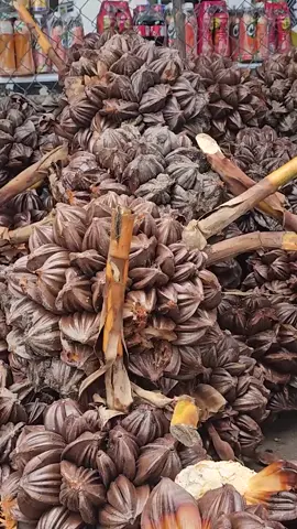 The Most Unique Fruit In The World - Nipa Palm Fruit Cutting #kills#fyp #mukbang