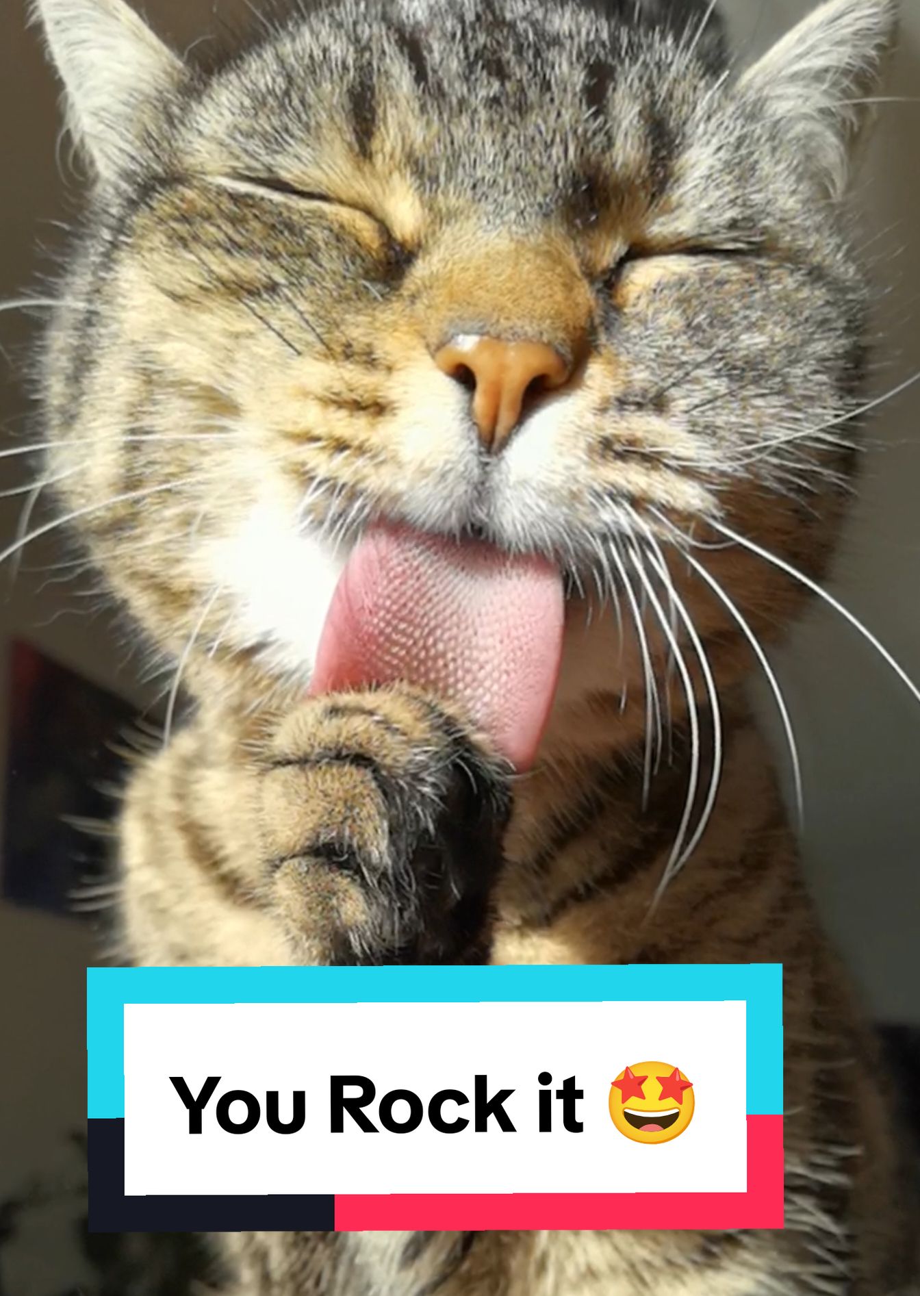 Misti rocks it 😻🤩😜🤩😻 #cat #catsoftiktok #fyp #viral 