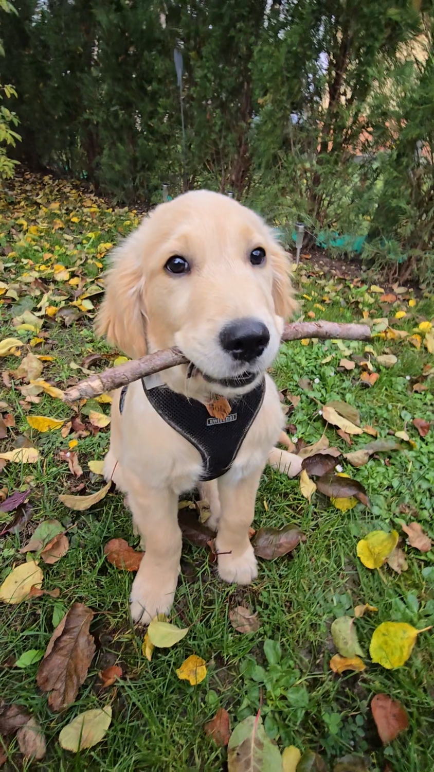 Bob having the time of his life in the garden, playing fetch with his favorite stick and his best buddy, Steve! 🌿🐾 Pure joy and endless energy! #GoldenRetriever #BobTheRetriever #PuppyPlaytime #GardenFun #DogAndOwner #BestBuddies #GoldenLife #HappyPup #DogMoments #DogsOfTikTok #InstaDog #DogLovers #PuppyEnergy #GoldenPuppy #PetBond #DogPlay #OutdoorFun #CuteDogs #PuppyJoy #GoldenRetrieverLove #StickPlay #Petstagram #DogAdventures #PuppySmile #PuppyLove #BestDayEver