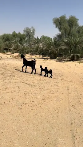 الماعز الرقاص #ماعز #fyp #explore #اكسبلورexplore 