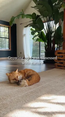 The love I have for these animals is so immense. I can never repay them for the warmth they bring to this home each and every day.  #wildlife #animals #thehappiestfox #nature #sanctuary #fix #skunk #snakes #raccoon #opossum #homesanctuary #architecture