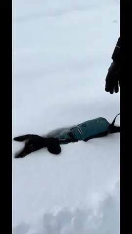 Why would you do this to me?  #puppy #dachshundpuppy #dachshundsoftiktok #dachshund #paulthepup #snow 