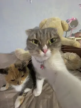 ТУТОРИАЛ НА ТАКУЮ СЪЕМКУ В ТГК: Хлоя и Фрейя🎀 owner- @Tanya Lee 𝜗𝜚 ˚ #chloeandfreya #chloenfreya #хлояифрейя 