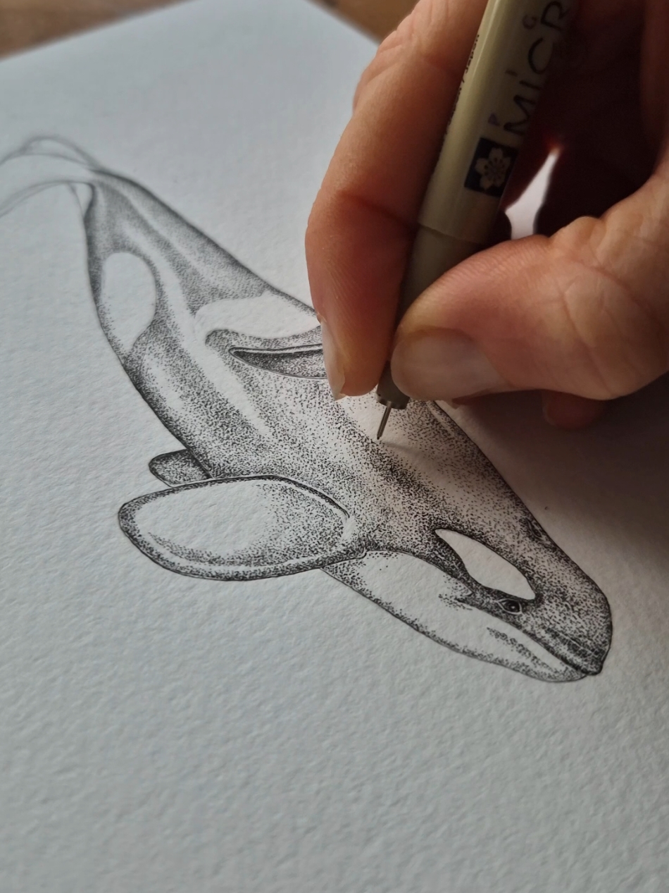 6 seconds of dotting to soothe your scroll 🖋🖤 Stippling Starboard the orca, know of the coast of South Africa. This infamous duo, each with their dorsal collapsed in the respective nautical direction, have become well known for their hunting of great white sharks 🦈 Collapsed dorsal fins are rare to see in wild orca, but this happens to most orca in captivity, due to the unnatural amount of time they spend at the surface.  This original A5 art work can be found on my website 🌊 Should I add Port to the collection? . . . . . #whale #whales #whaleart #whaleartist #whalepainting #savethewhales #whaleconservation #orca #killerwhale #portandstarboard #capetown #southafrica #penandink #stippling #oceanartist #oceanart #artivism #artforchange #artforconservation #scientificillustration #marinescience #marinebiology #whaleresearch #girlsthatfreedive #girlsthatscuba #inkartist #whaledrawing #whalewatching 