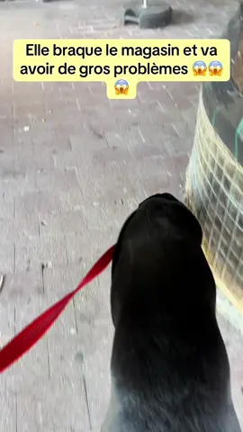 Braquage de donuts au lard qui tourne mal #luna #humour #pourtoii 