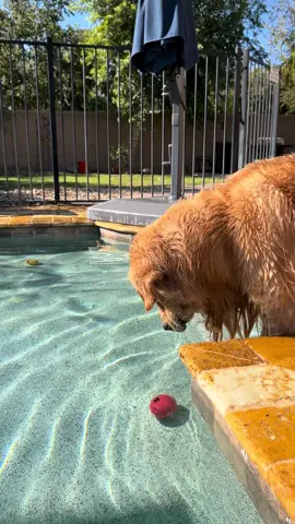 Tricky red ball 🌴☀️ #goldenbros #goldenretriever #tub #blue 