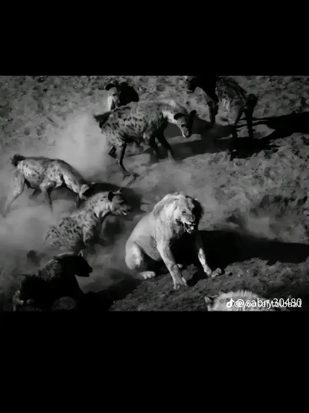 #اخصام_سهله #عين_شمس 🦁