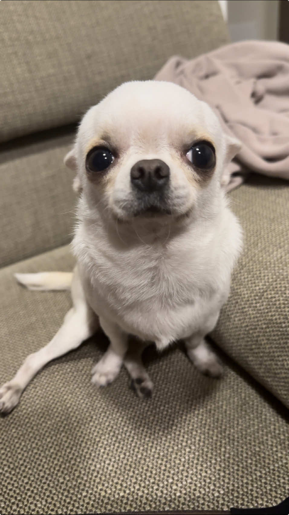 La fochina piu veloce del west 🥹🦭❤️ #perte #foryou #fochina #sbrusbru #baloo #disability #animalsoftiktok #viral_video #chihuahua #chihuahuastiktok 