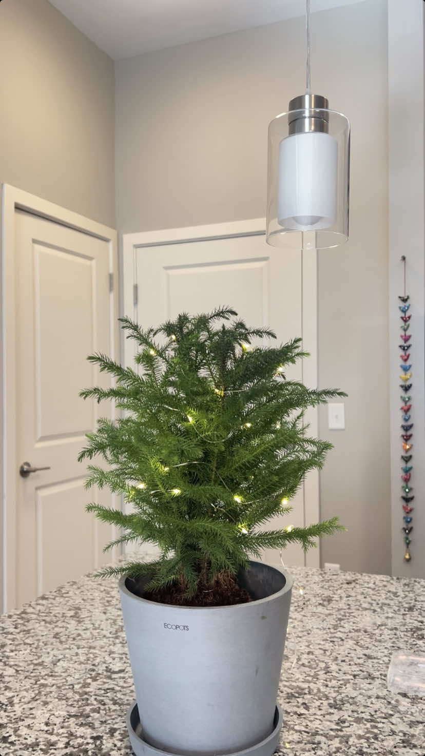 I fear you NEED the Tabletop Norfolk Pine this holiday season! Shop now at Blooomscape.com 🎄#holidayhomedecor #christmasdecor #houseplants #bloomscapeyourspace #norfolkpine #sephoraalışverişim 