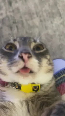 #fyp #catsoftiktok #blep #blepcat 