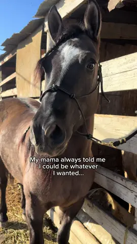 yup… one word: mare #yegua #mare #horse #caballo 